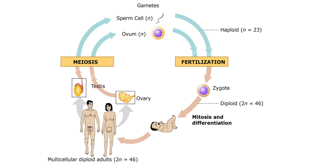 Human Reproduction Life Cycle 